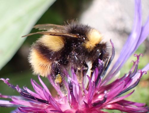 Réf. 299 589 : Bombus pratorum